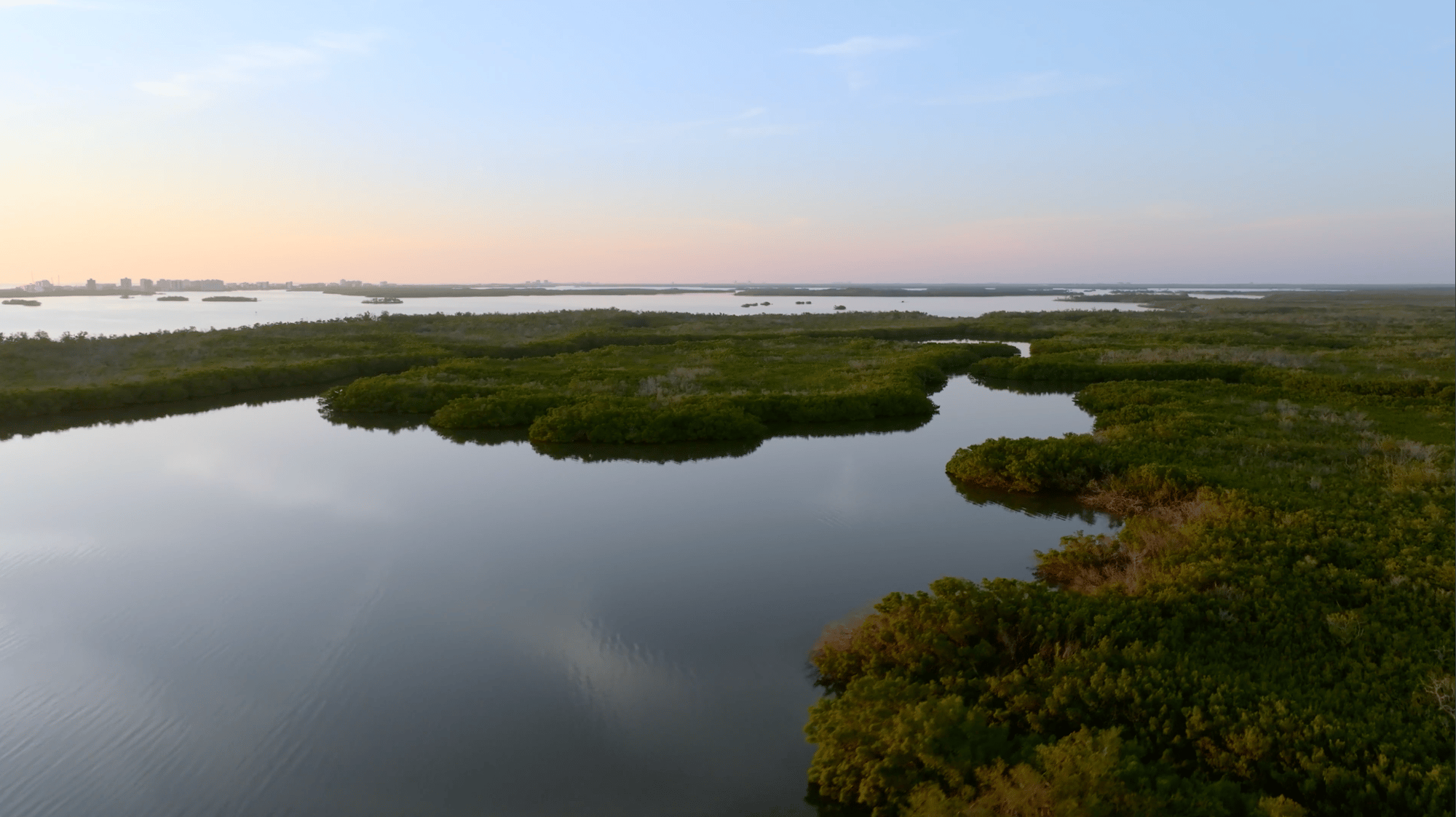 Mangrove Image for Beauty of Here Video