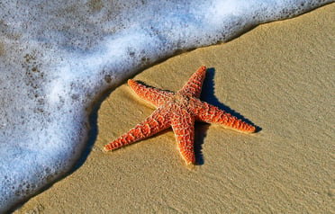 Starfish on Naples beach in Florida