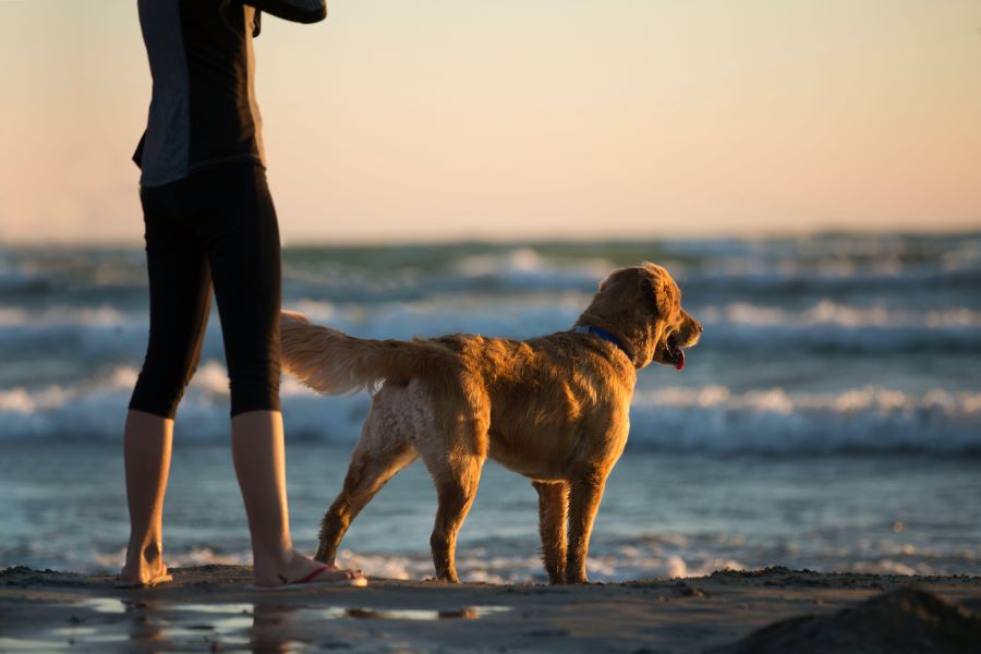 dog at dog beach in florida