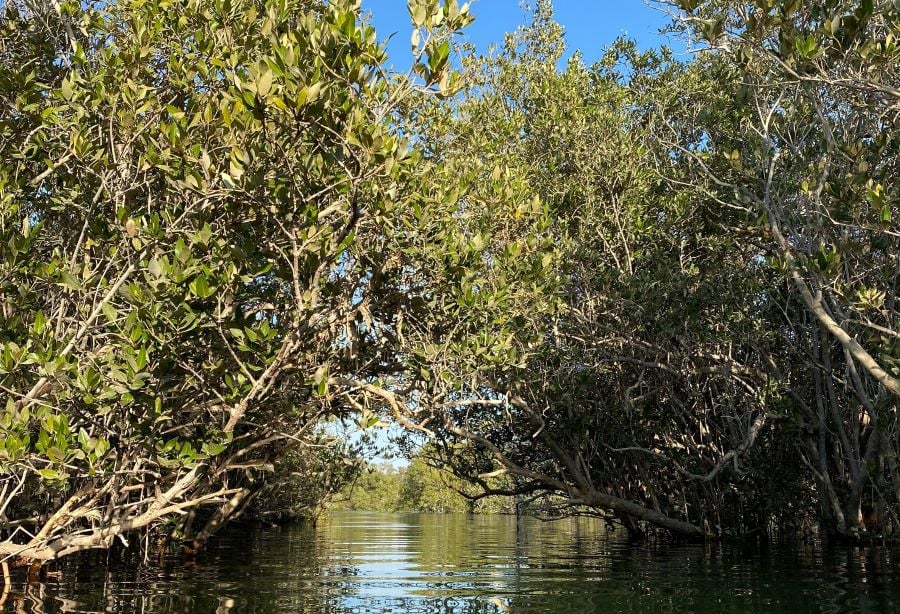 mangrove forest in florida